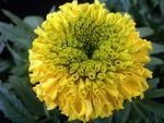 Aztec marigold,African marigold